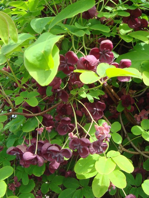 Akebia quinata fleur
